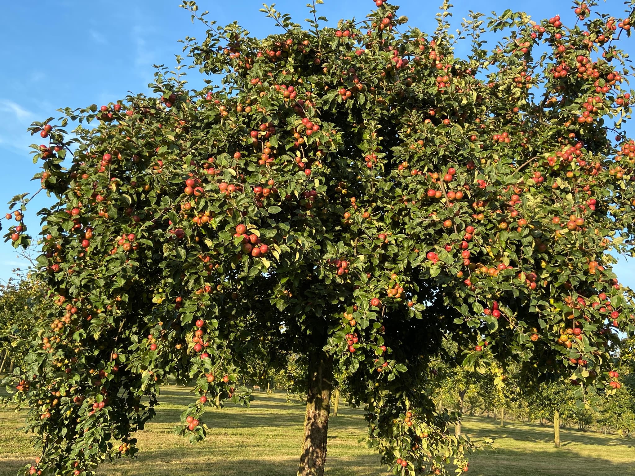 Pomage 4