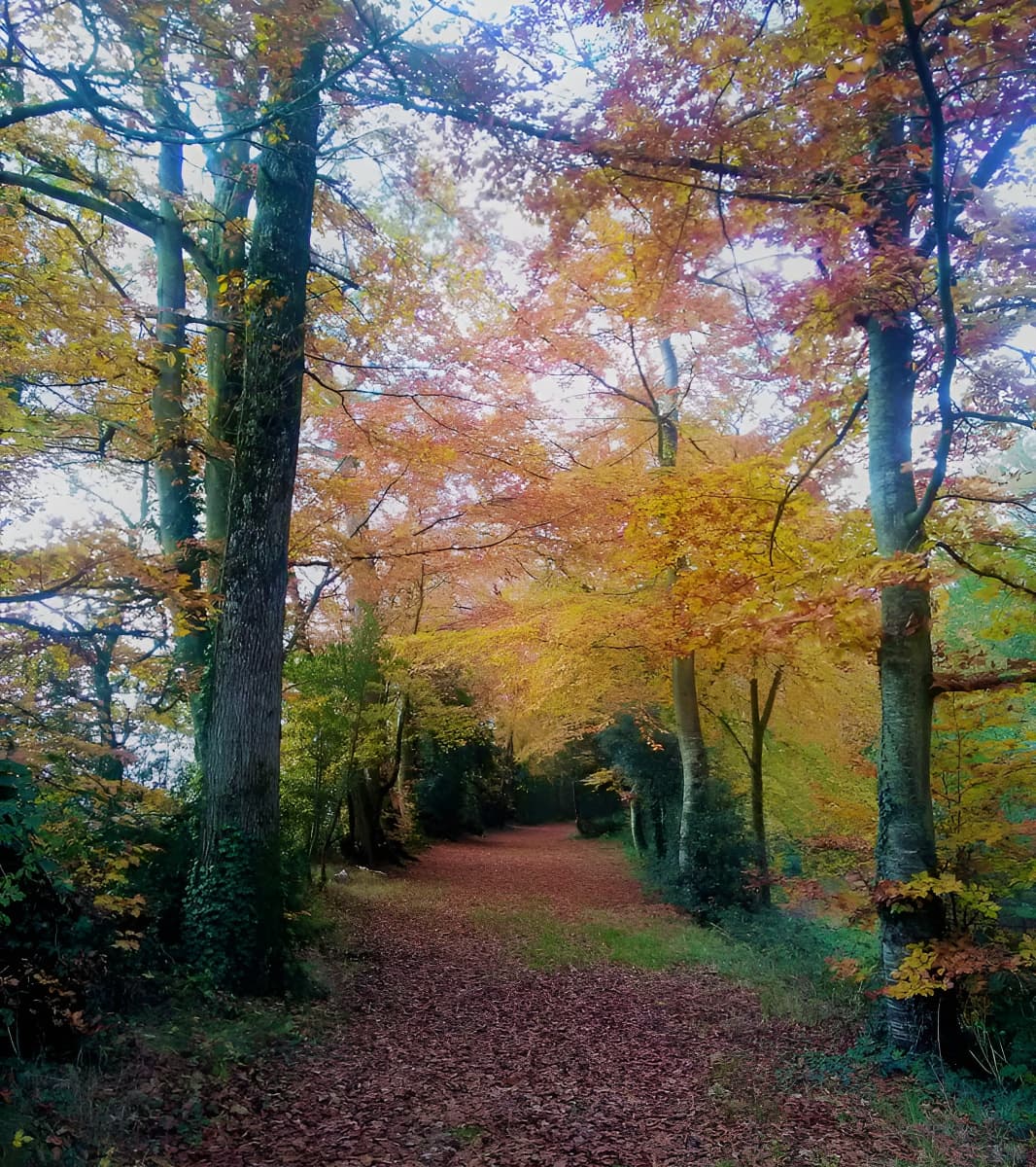 Bois Château Ganne