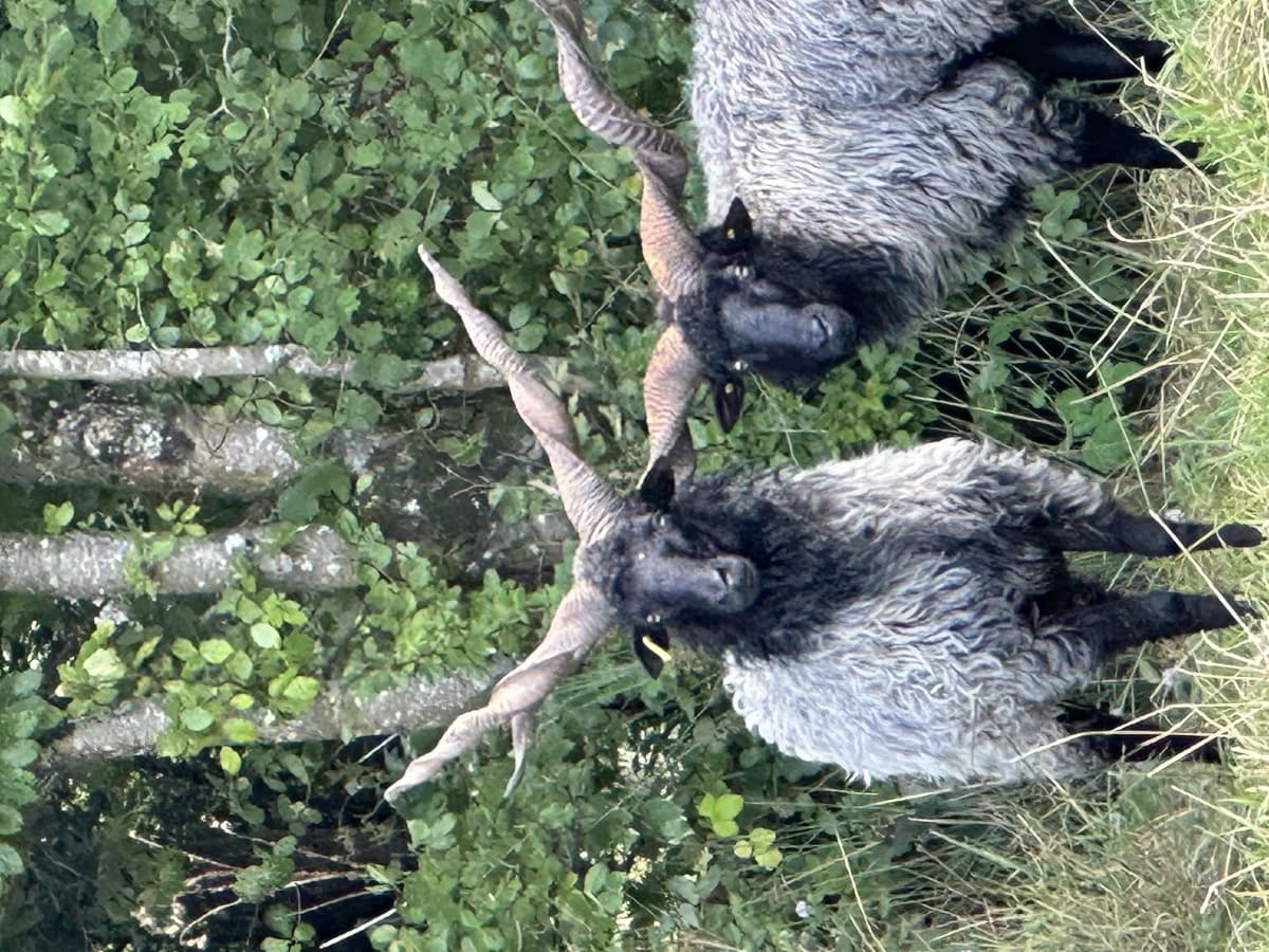 Les Moutons Racka