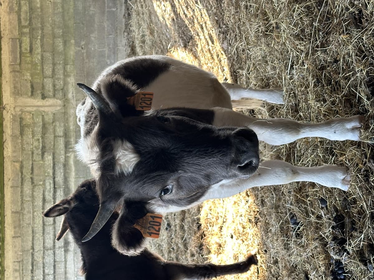 Robert, vache miniature - Parc du Yack blanc
