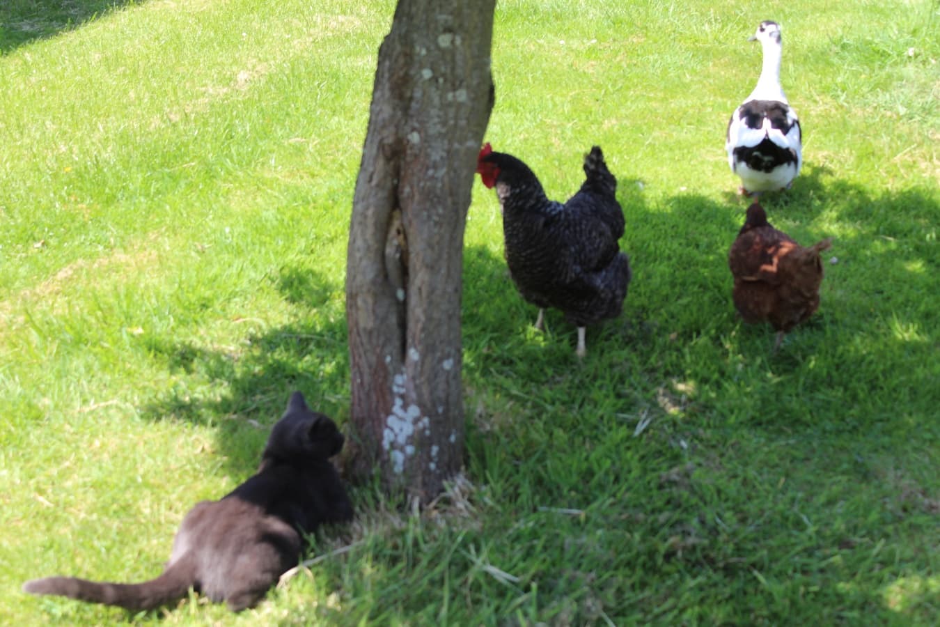 quelques uns de nos animaux