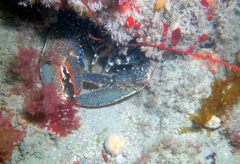 Club Subaquatique Hippocampe Granville-Chausey_IMG_4031