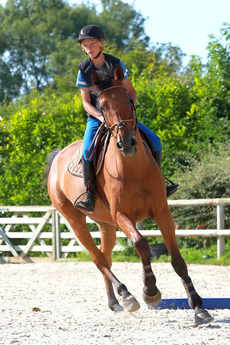 cours d'equitation cheval