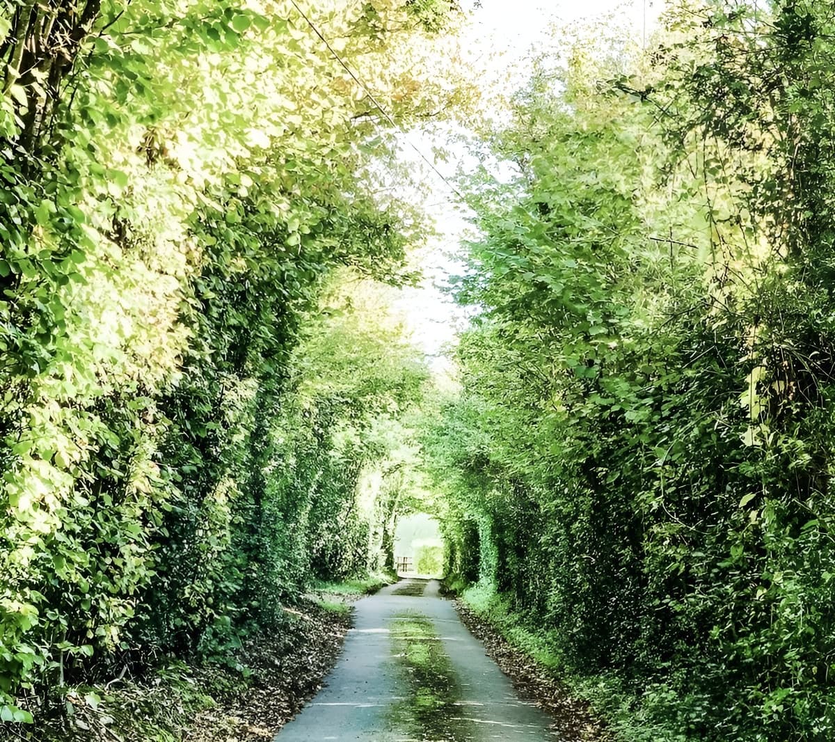 le chemin qui mène à la Vie de Cocagne