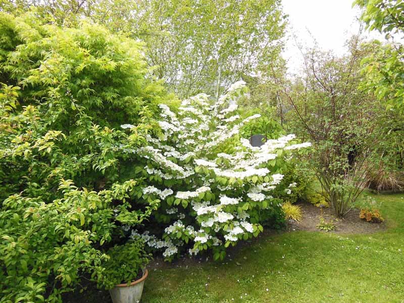 Jardin Presbytère BRUCHEVILLE (6)
