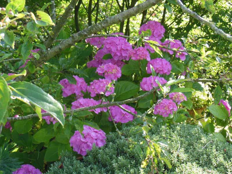 Jardin Presbytère BRUCHEVILLE (7)