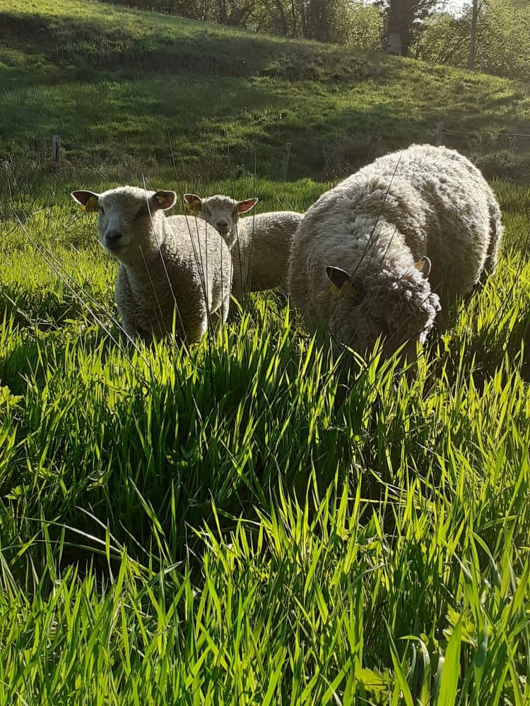 Les moutons avranchins
