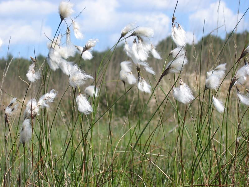 CPIE_Linaigrette