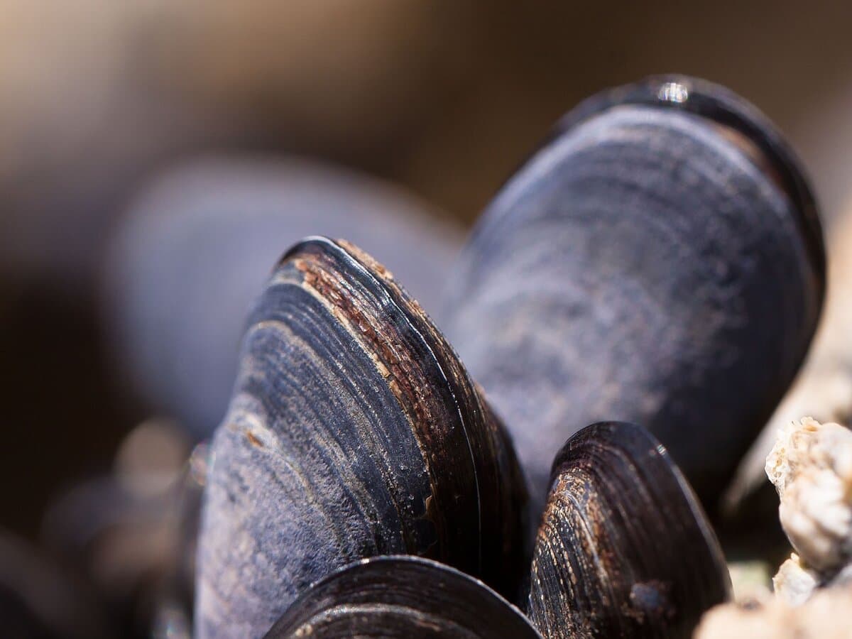 Moules*