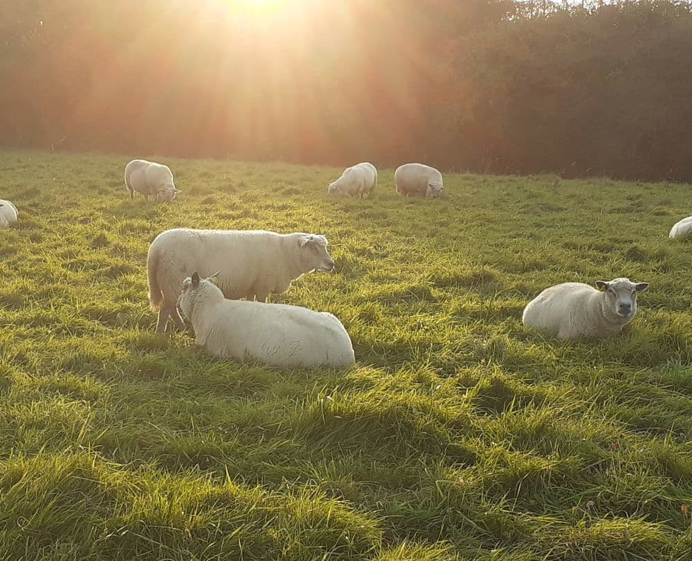Moutons avranchins