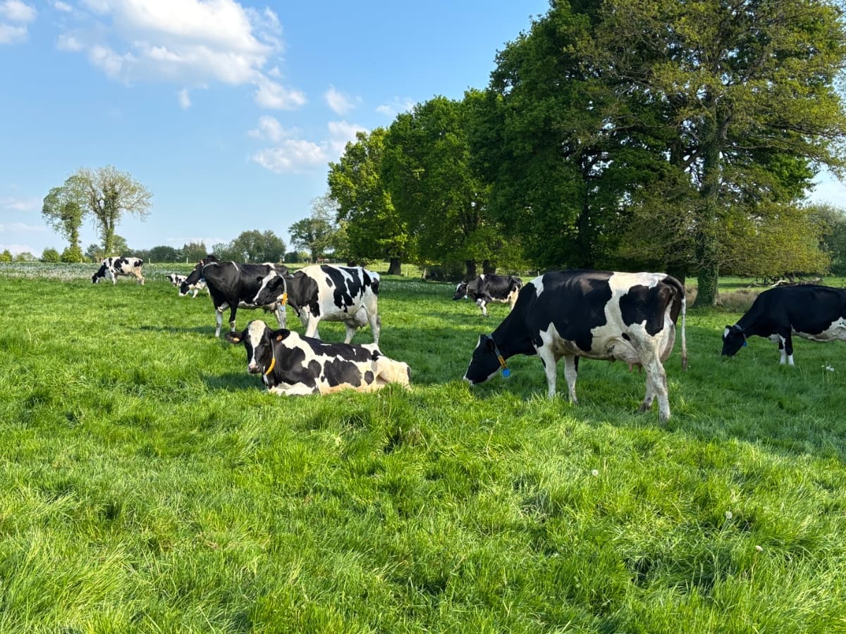 Nos Vaches Laitières