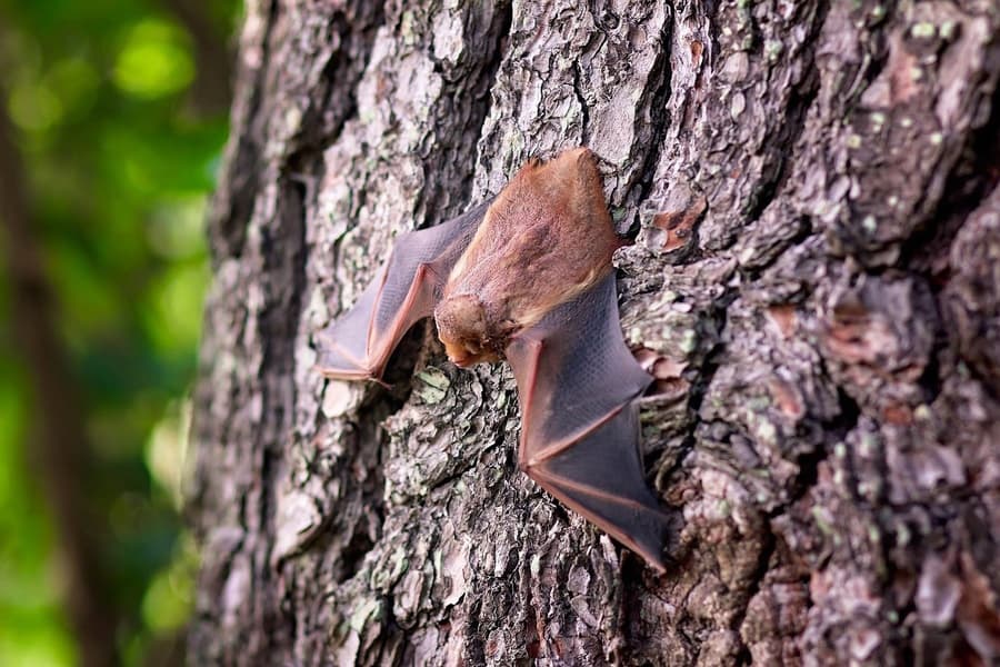 Nuit chauve souris