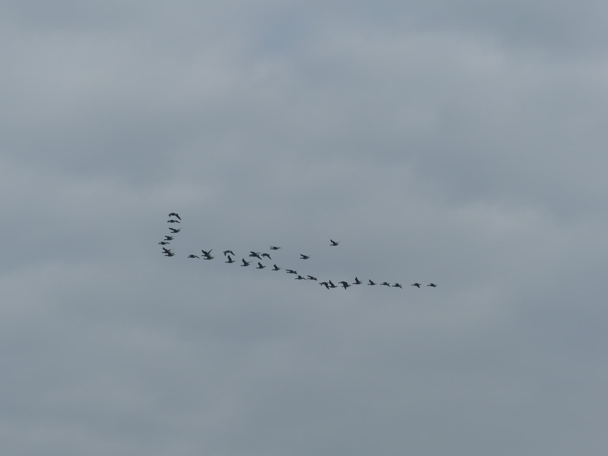 vol de migration Ouistreham