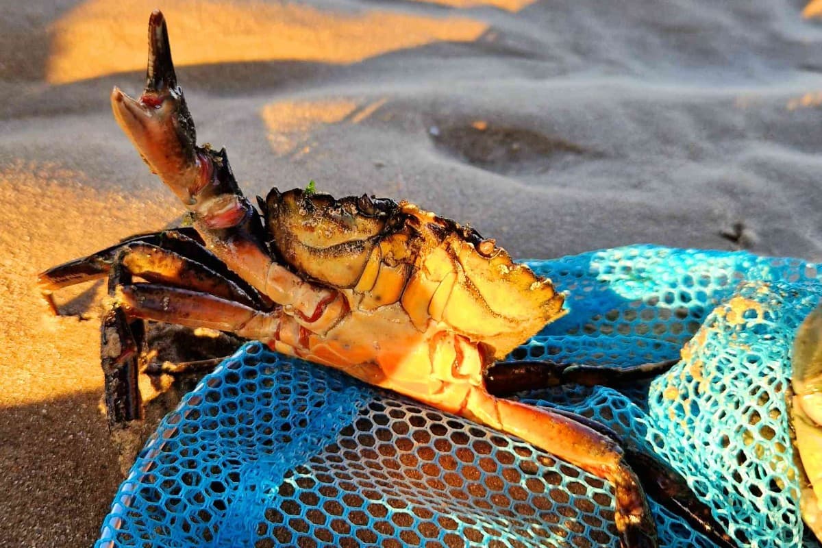 Pêche à pied