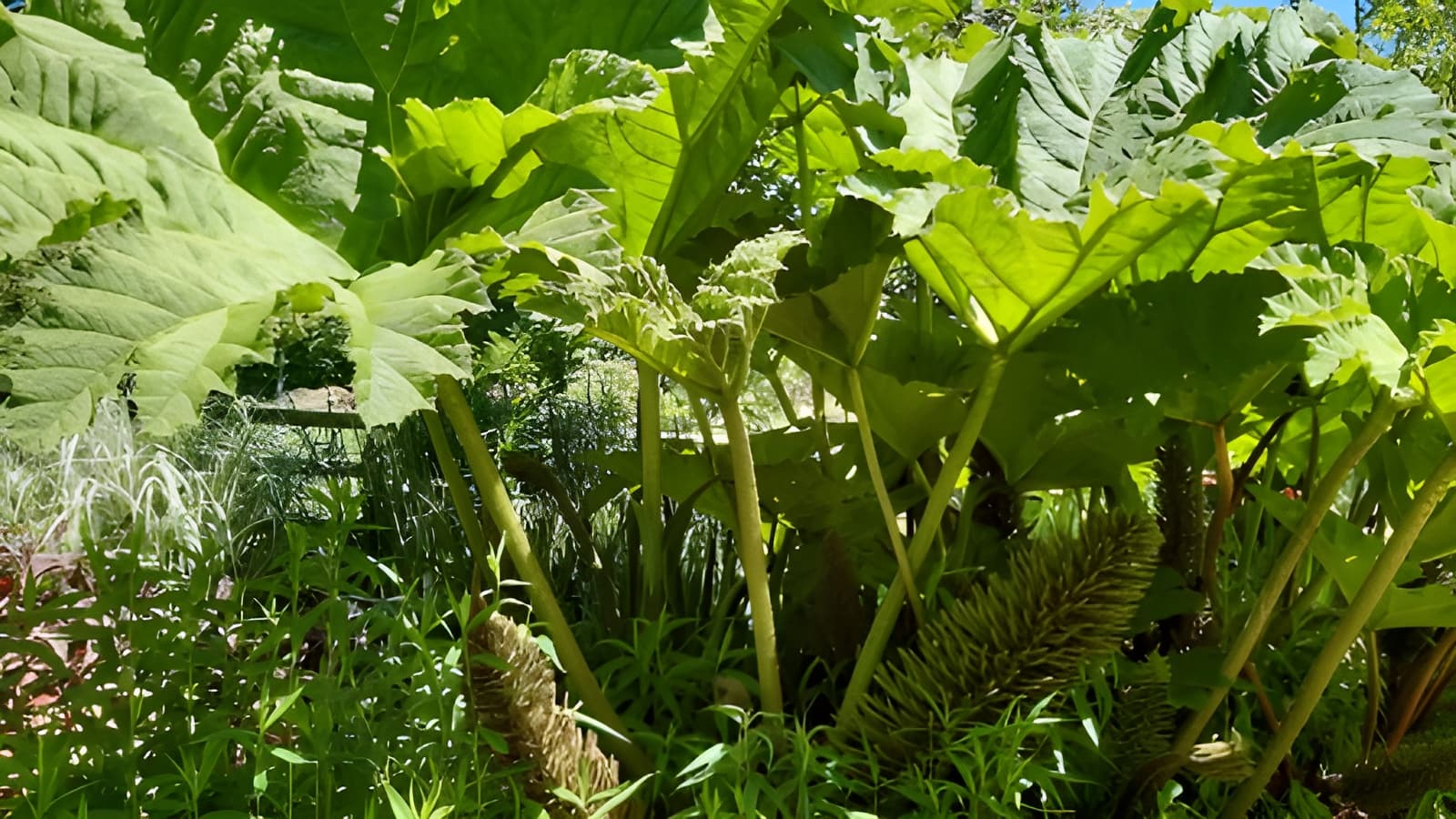 Jardin des sources