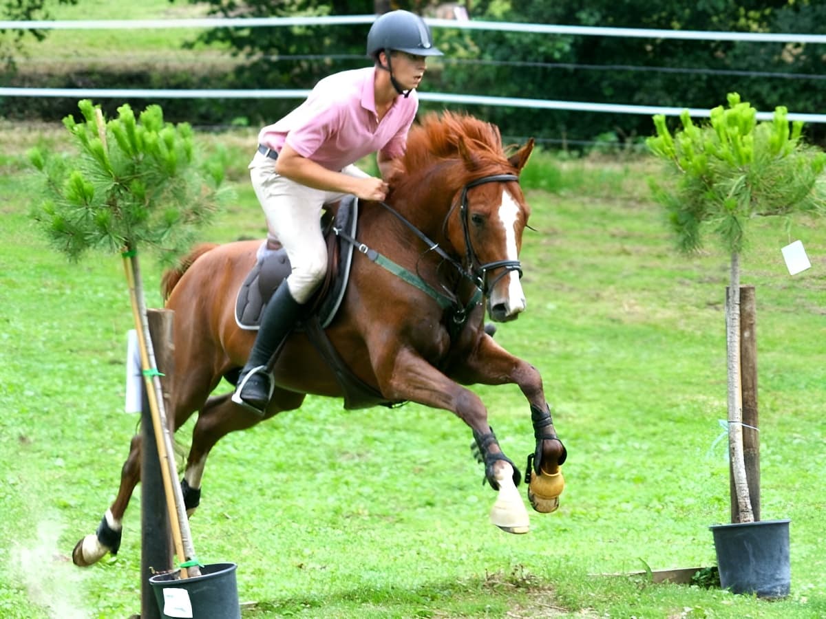 Cavalier en compétition Calvados (1)
