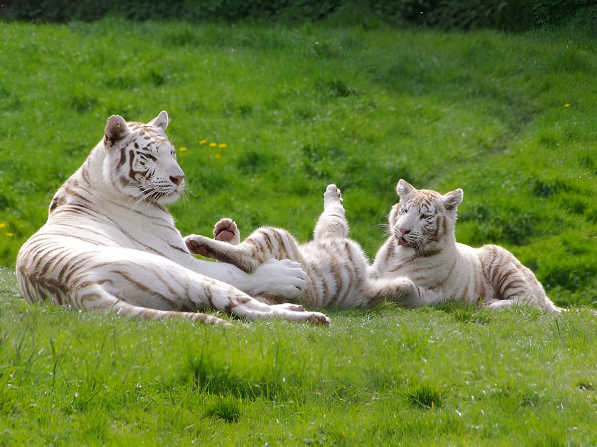 Tigre-Blanc