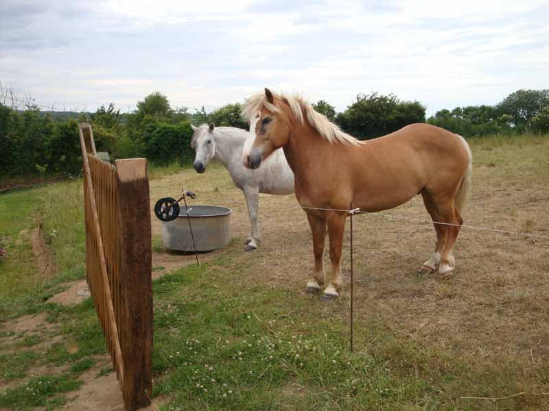 Tréauville_CH_M.Le Maux_les chevaux