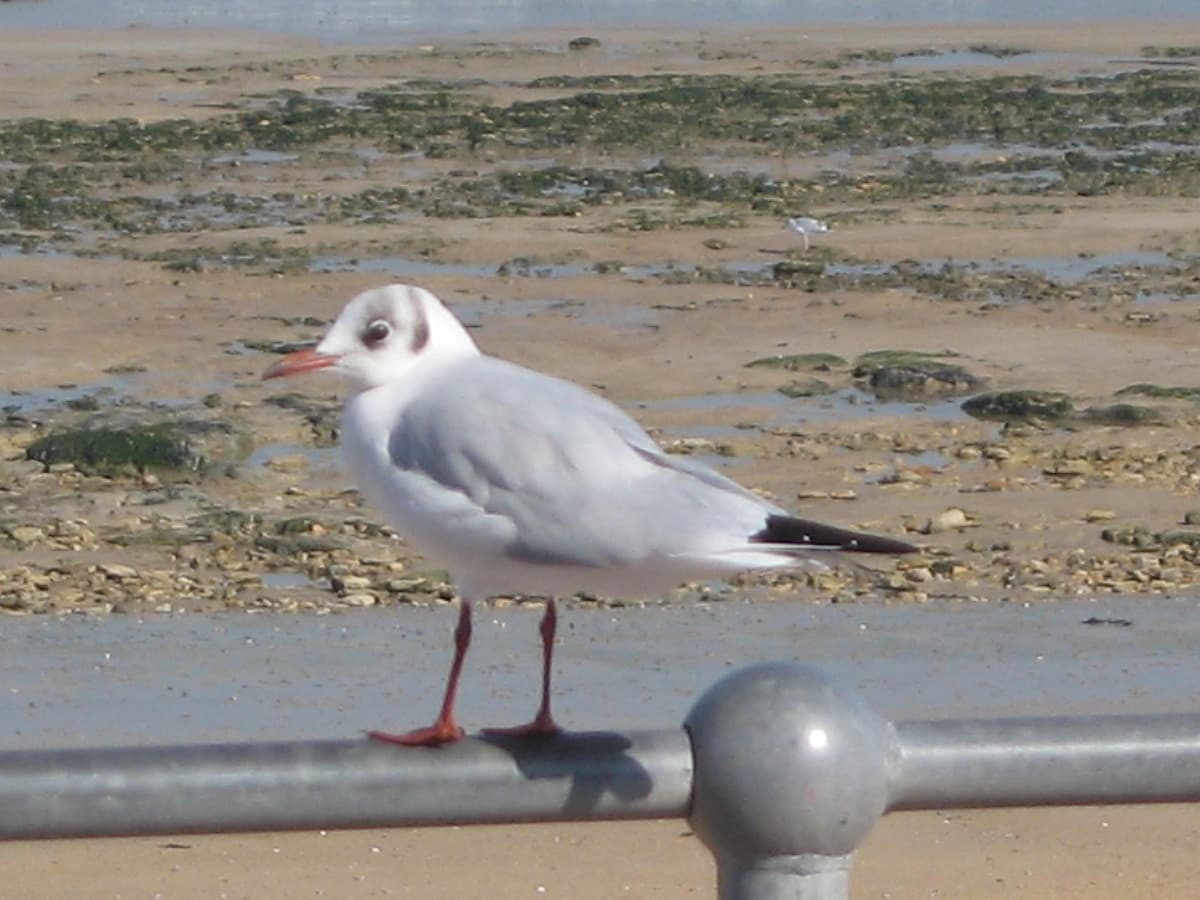 Le Nid Douillet Un visiteur régulier de nos plages