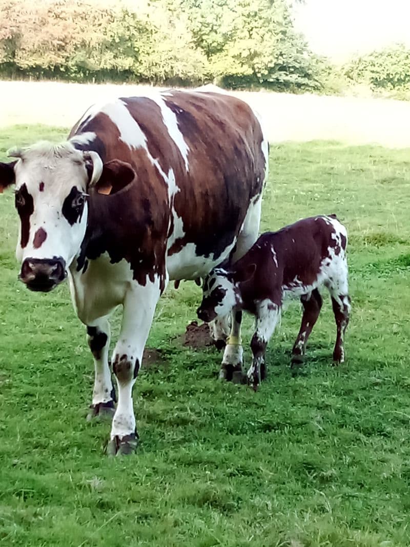 Visite ferme laitière