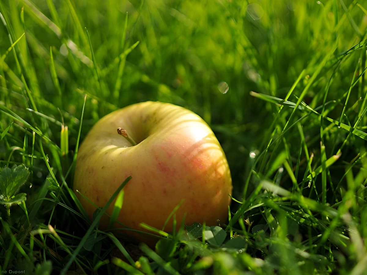 Pomme