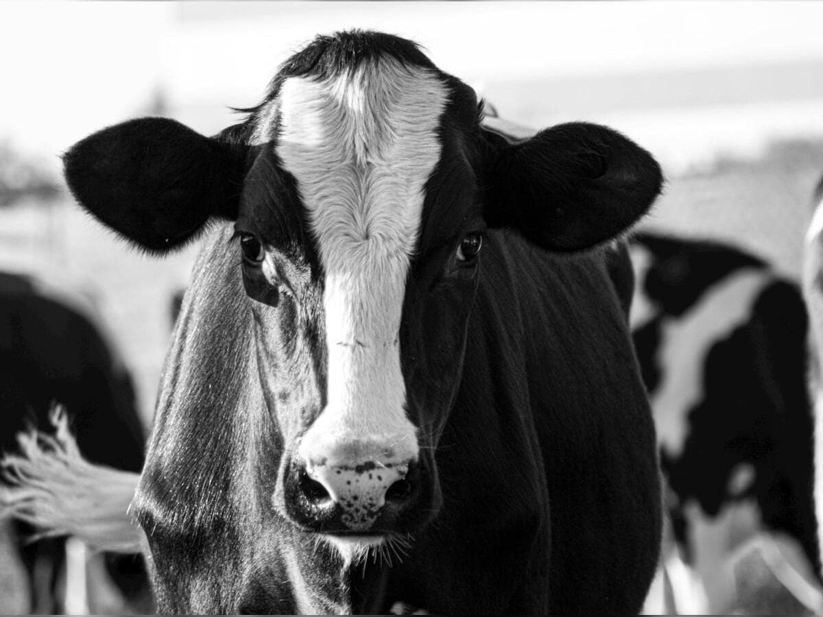 Vache