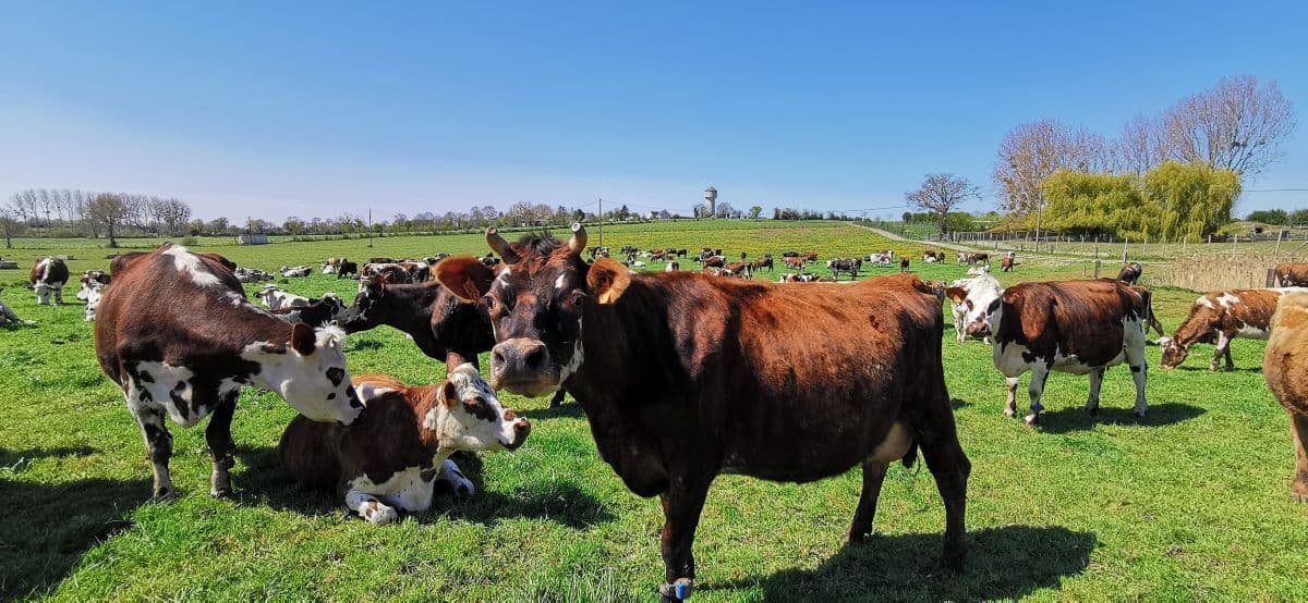 Vains_CaraMeuh_vaches