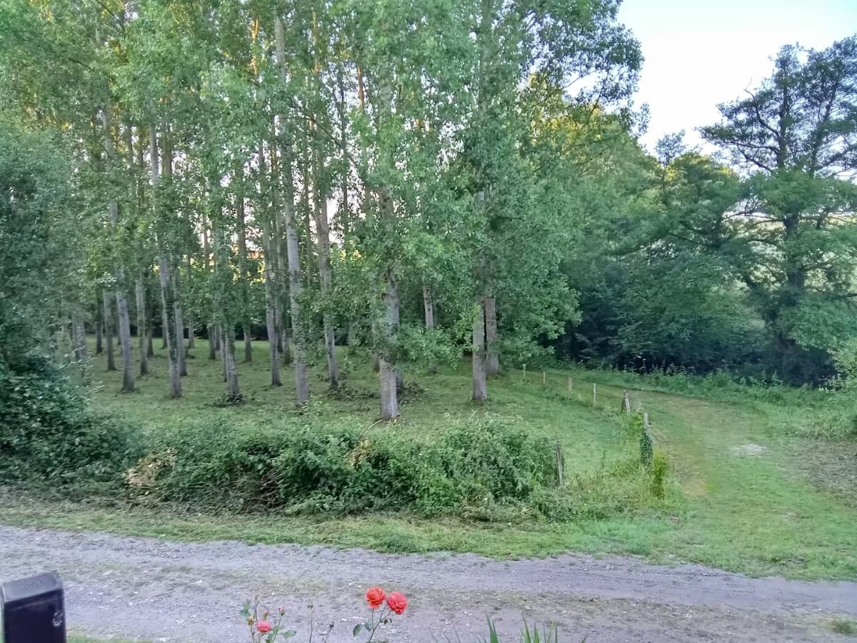 Vue sur le bois