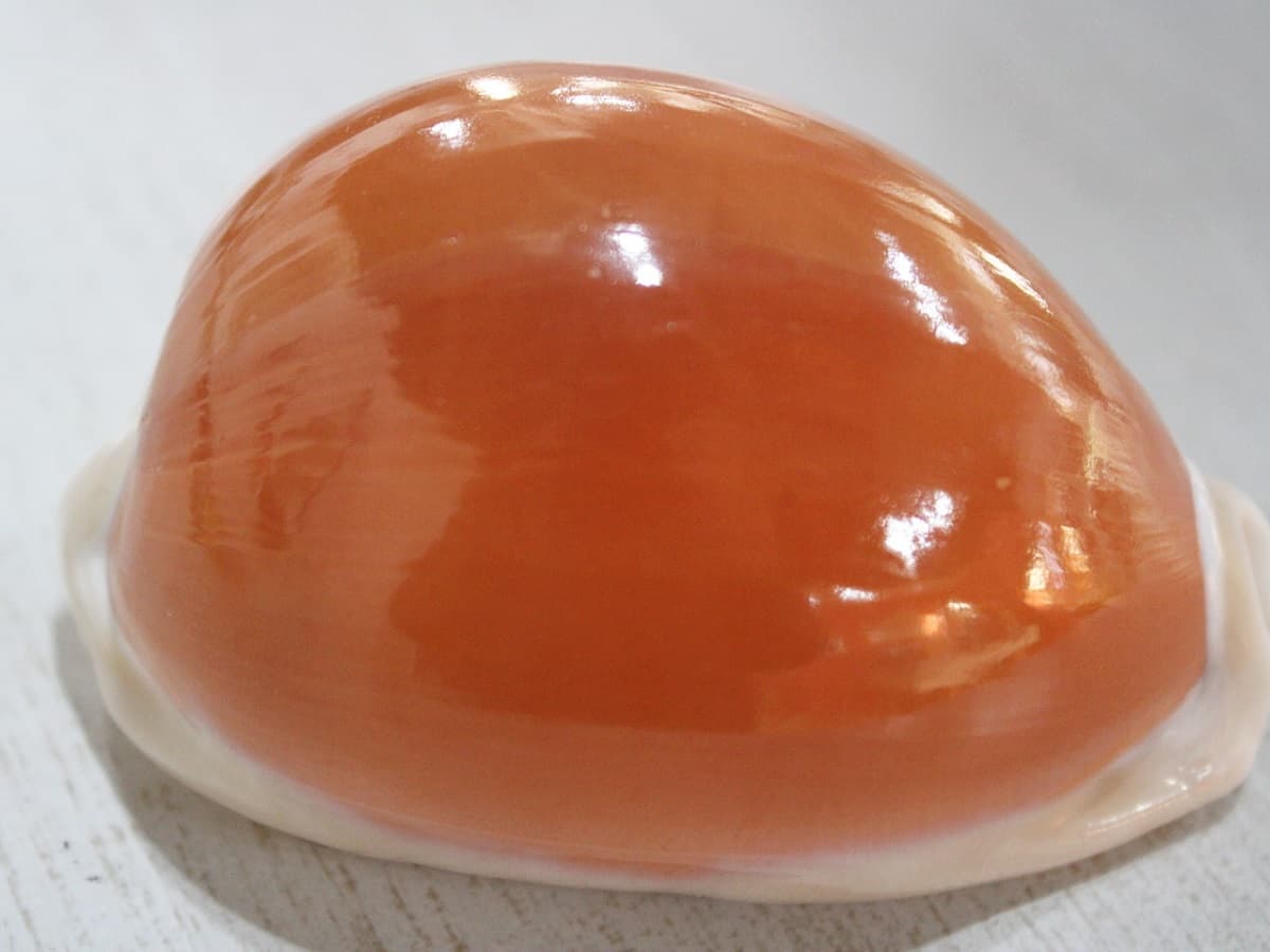 aurantium