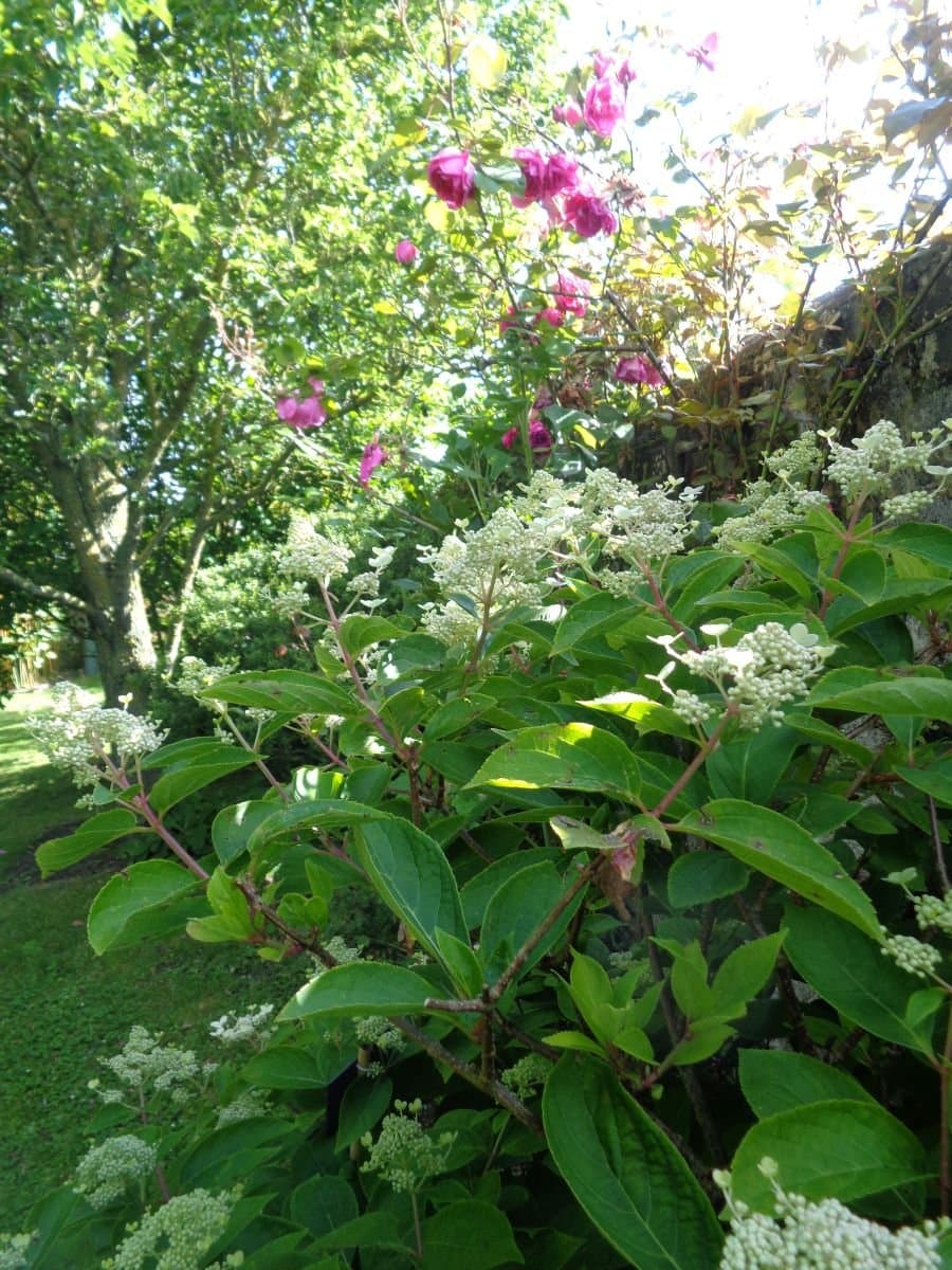 brucheville-le-jardin-du-presbytere-5