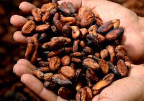 cacao_mains