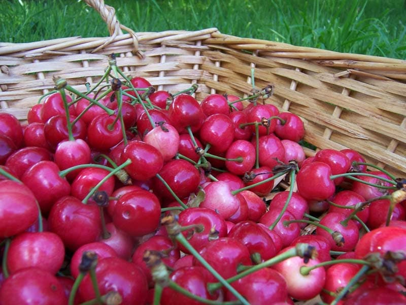 GAEC Choisnard - Crouttes