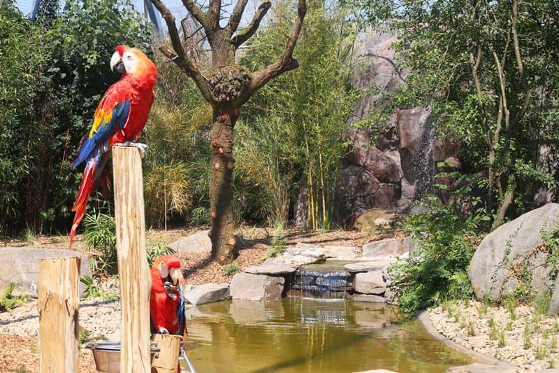 champrepus-zoo-ara-macao-1