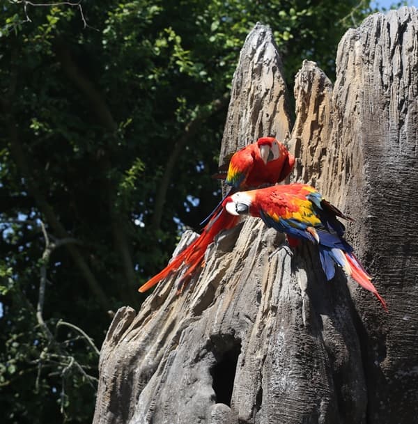 champrepus-zoo-ara-macao-2