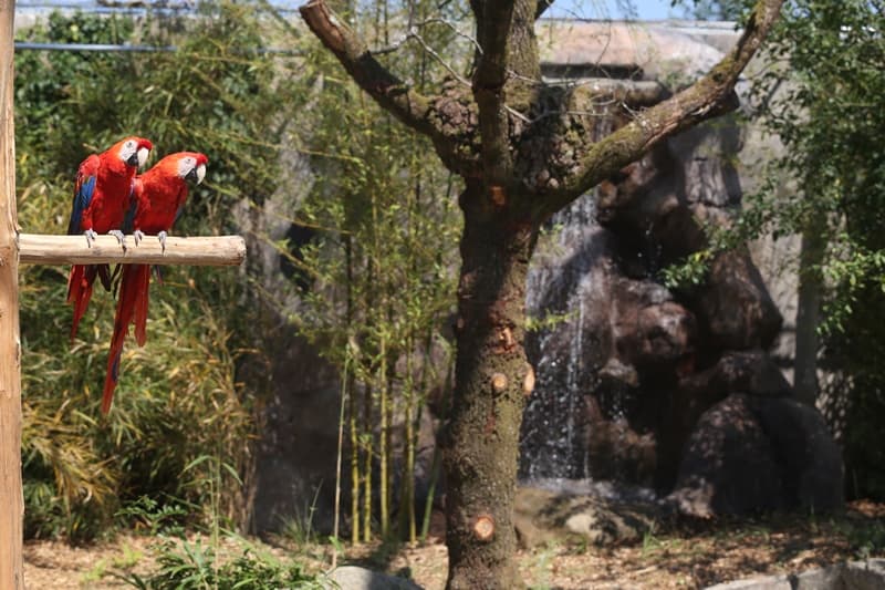 champrepus-zoo-ara-macao-3