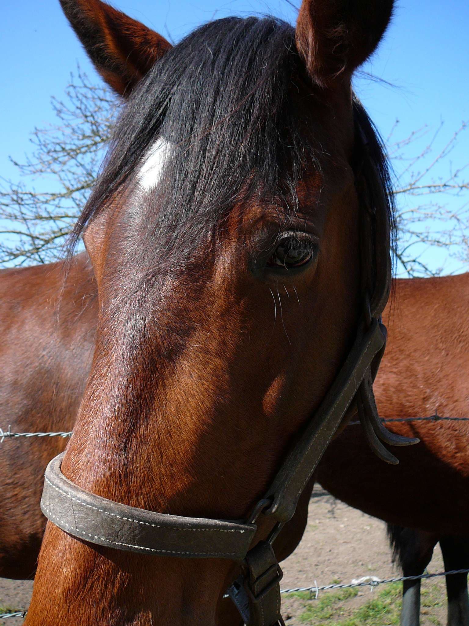 cheval-OTI C. Fossé