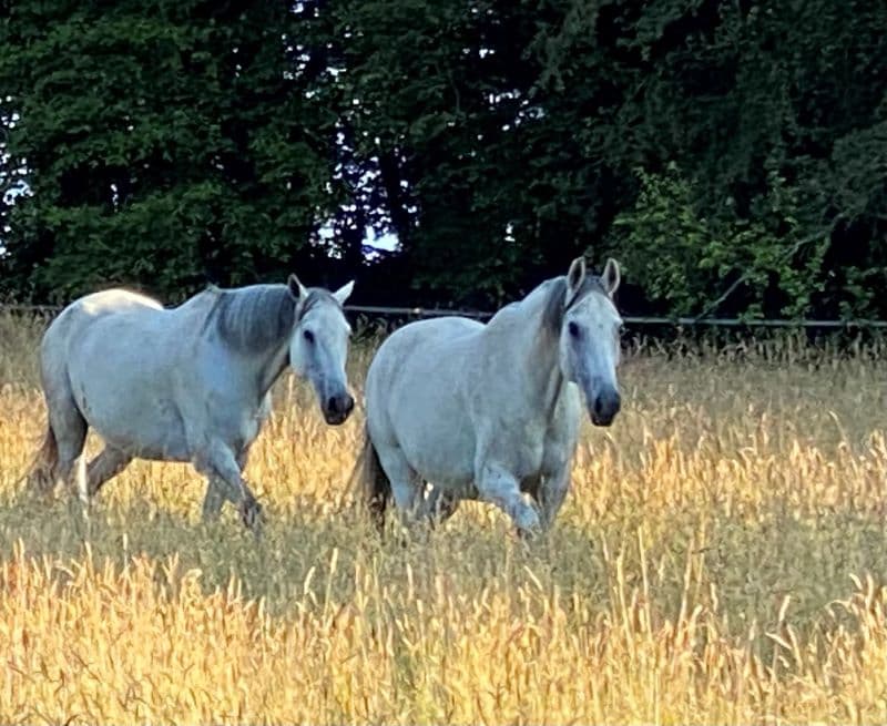 chevaux blancs