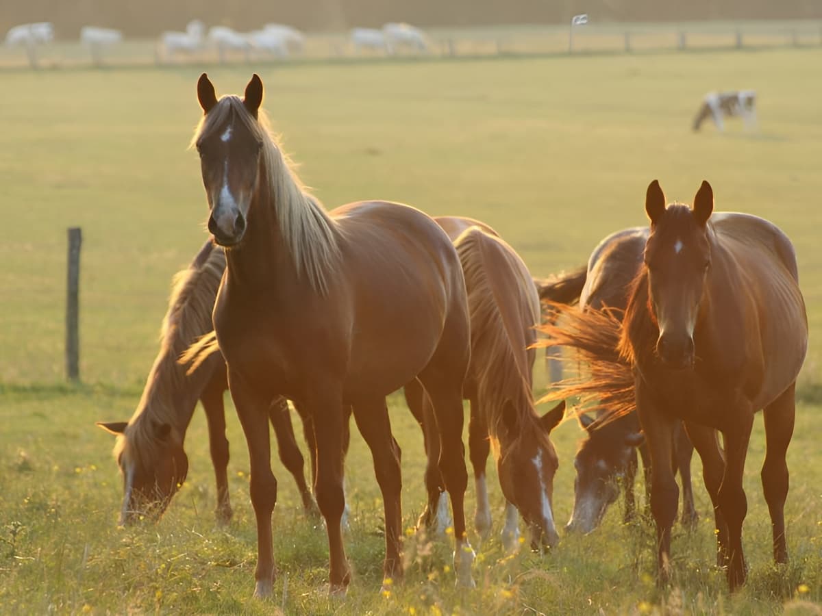 Chevaux dans un pré en Normandie