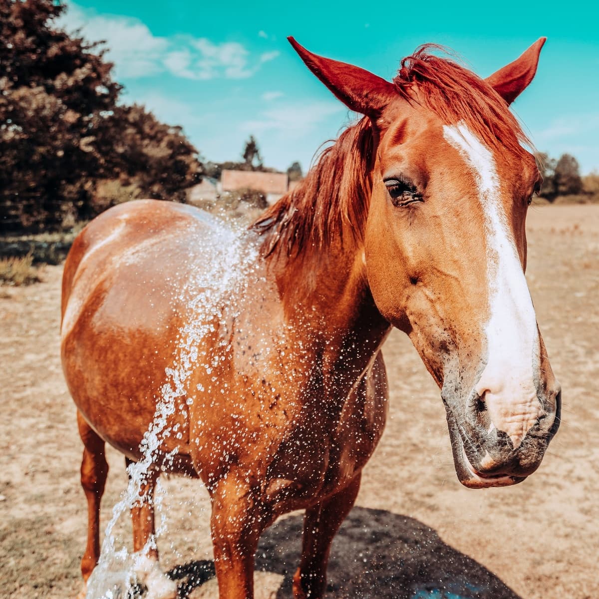 chevaux