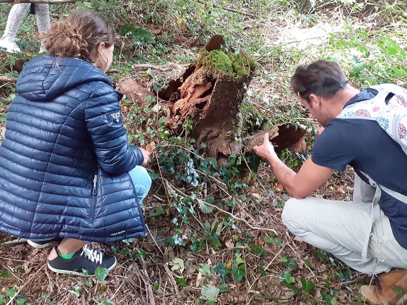écureuil nature