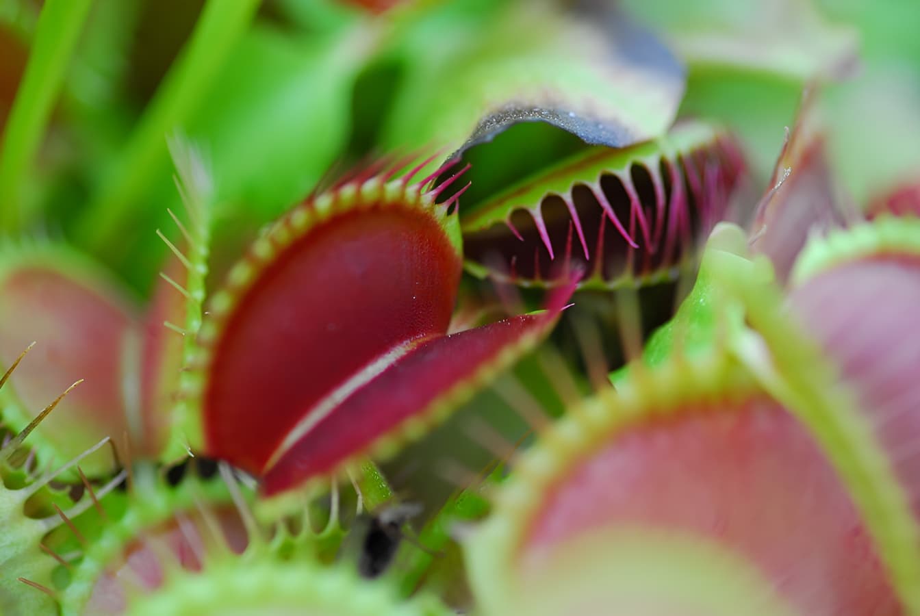 Eden carnivore à Villers-Bocage