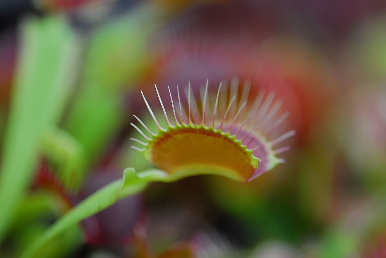 Production de plantes carnivores en Normandie.