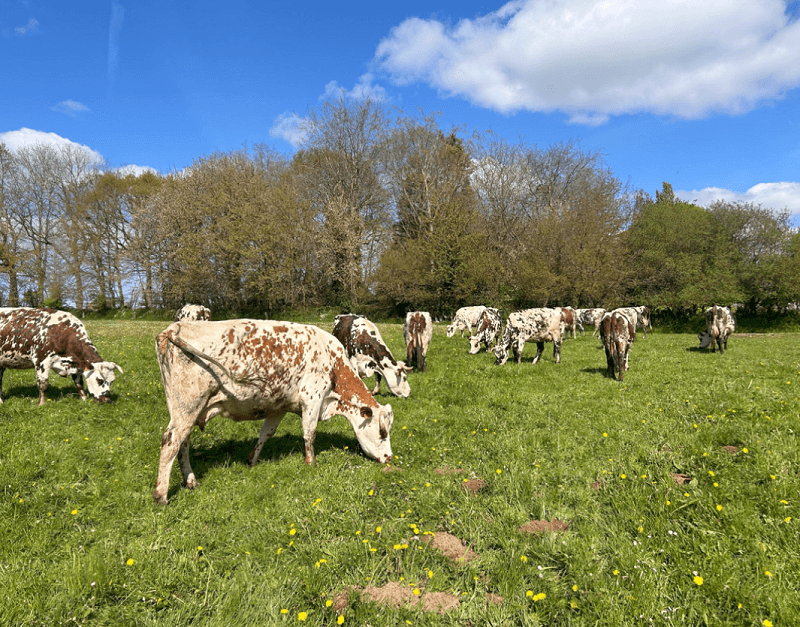 La ferme du manoir d'Anctoville_ferme ancto2