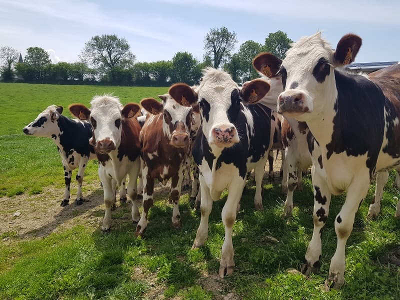 ferme des glycines2