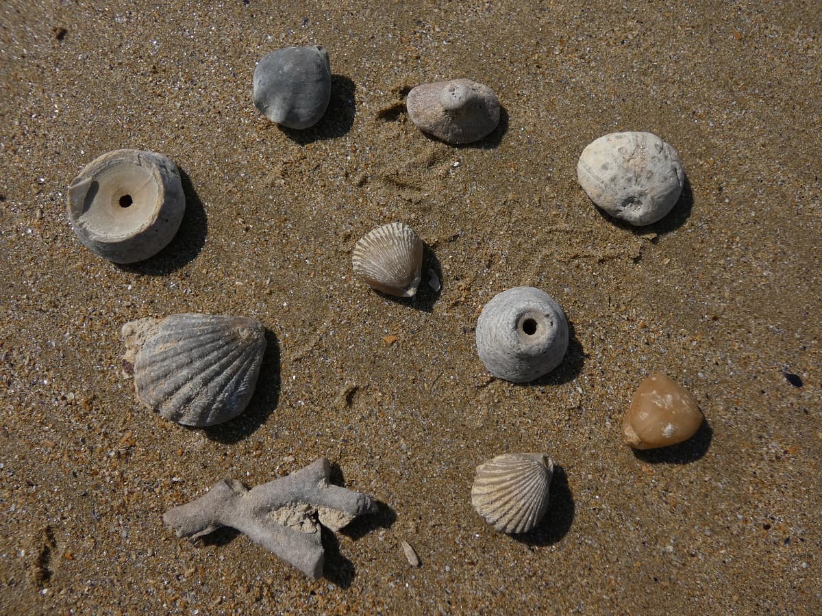geologic-diffusion-fossiles-coquillages