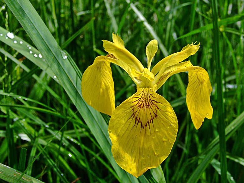 CPIE_Iris pseudacorus