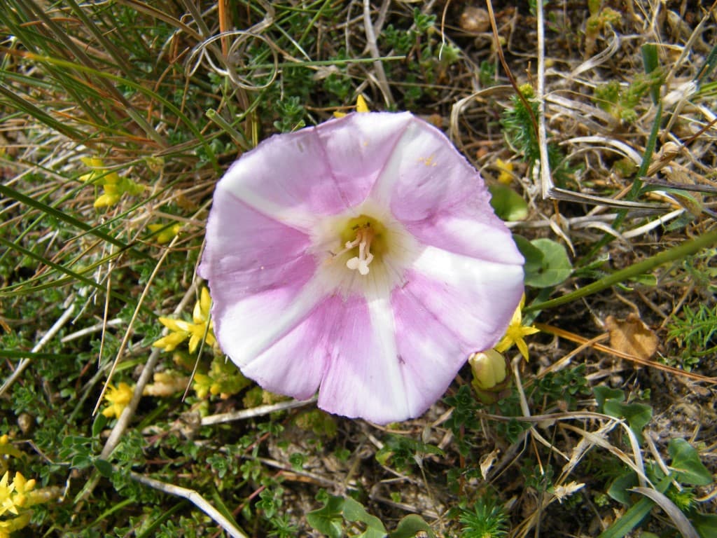 CPIE_Liseron des dunes