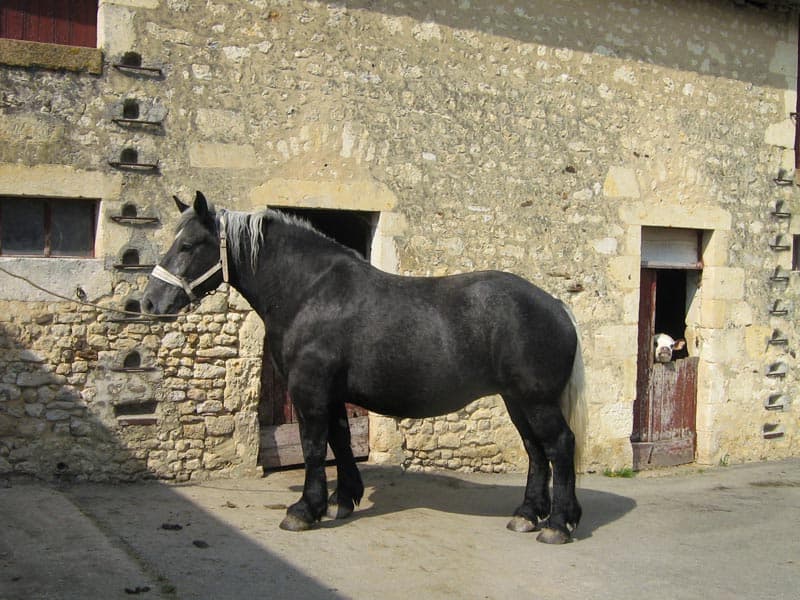 Elevage du Moulin du Buat - St Germain de la Coudre
