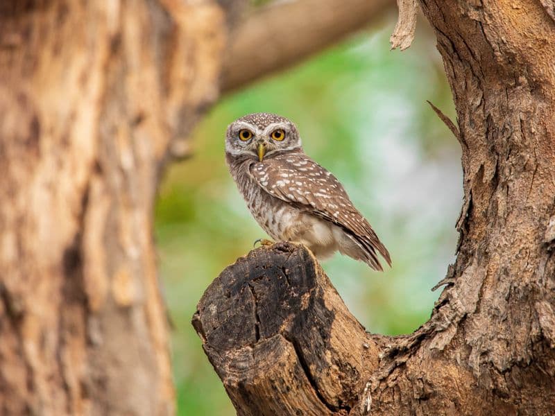nevigetom-spotted-owlet-5093773 chouette
