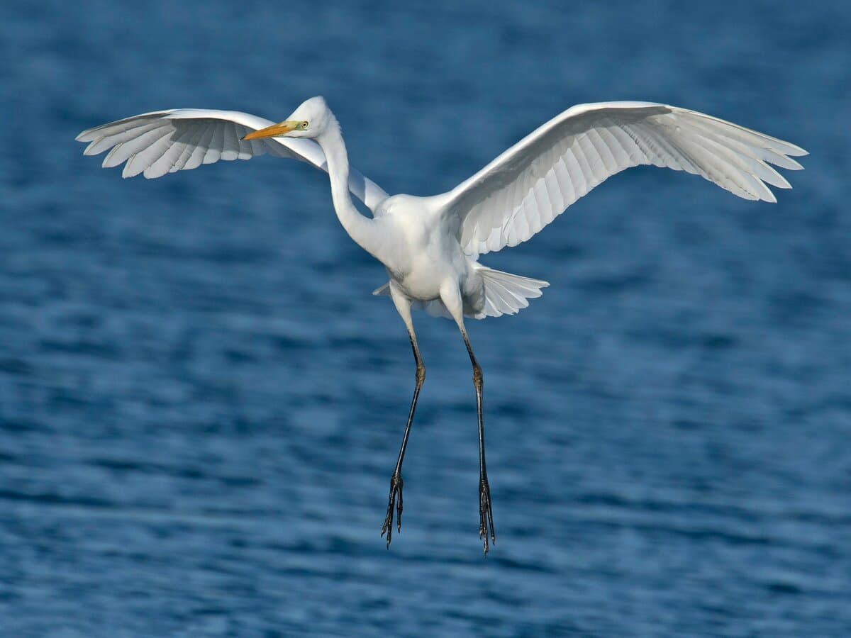 ornithologie